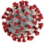 Papillomavirus