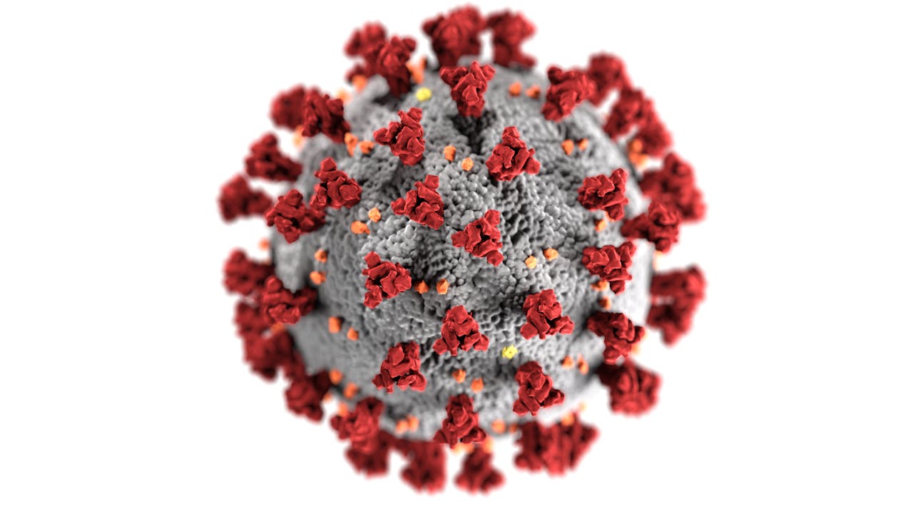 Papillomavirus